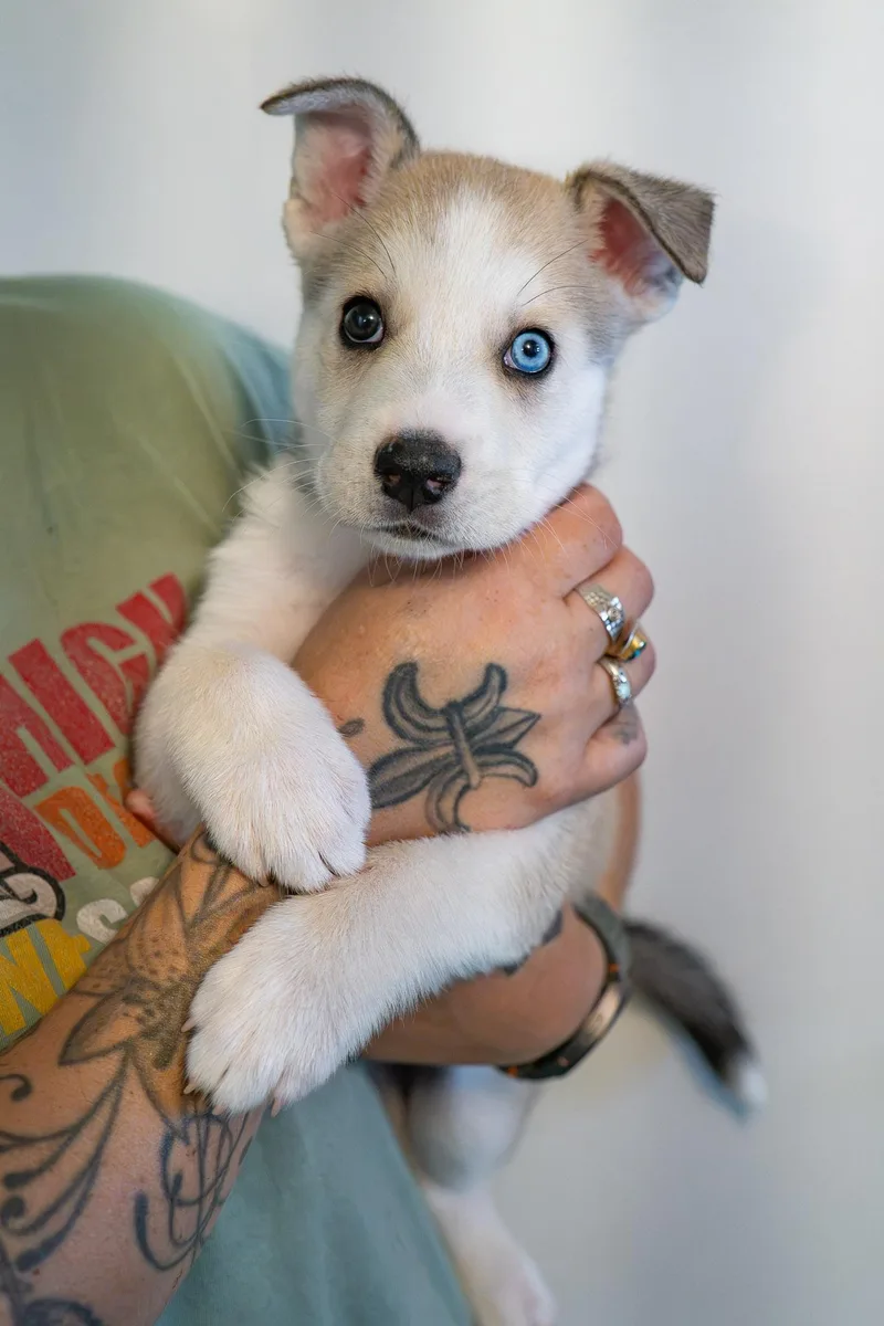 A baby small-sized male Apricot / Beige Husky dog named Gordo for adoption in Globe, AZ