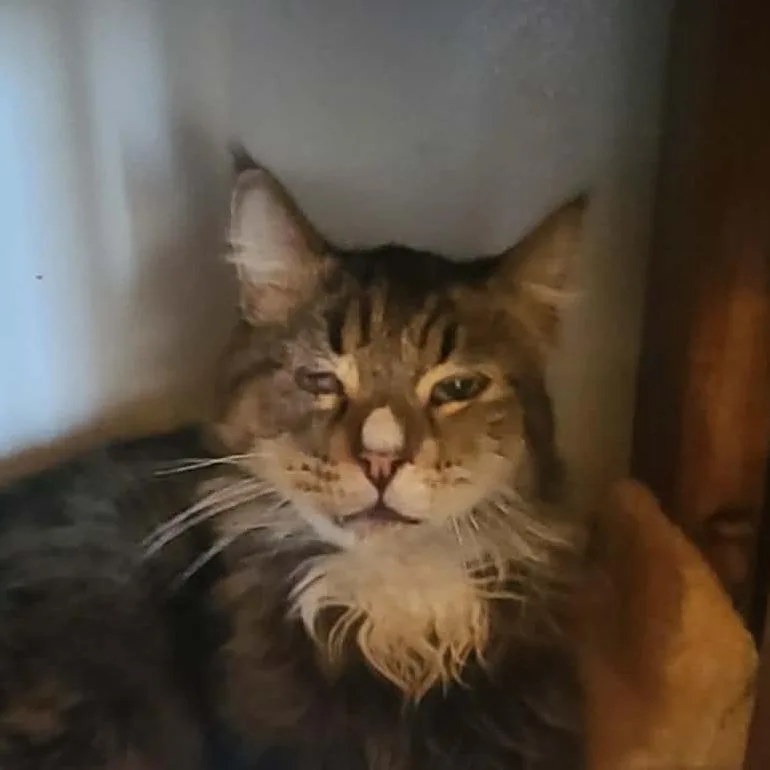 An adult small-sized female Brown / Chocolate Domestic Long Hair cat named Sahara for adoption in Hemet, CA
