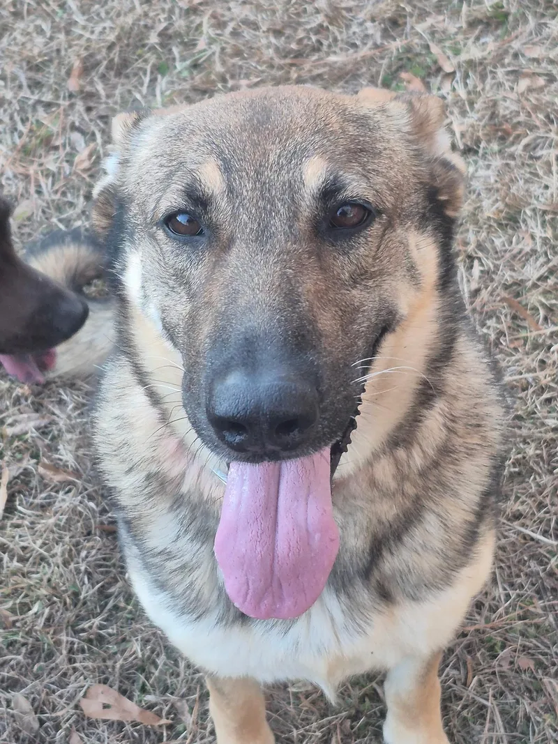 An adult large-sized female Black German Shepherd Dog dog named Athena Amazing for adoption in Andover, MA