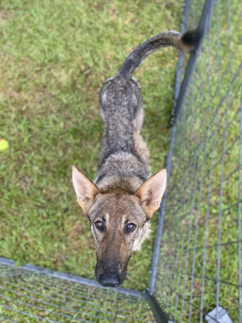 Athena Amazing thumbnail 4