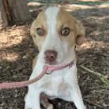 A baby medium-sized female Yellow / Tan / Blond / Fawn Mixed Breed dog named Dahlia for adoption in Wantagh, NY