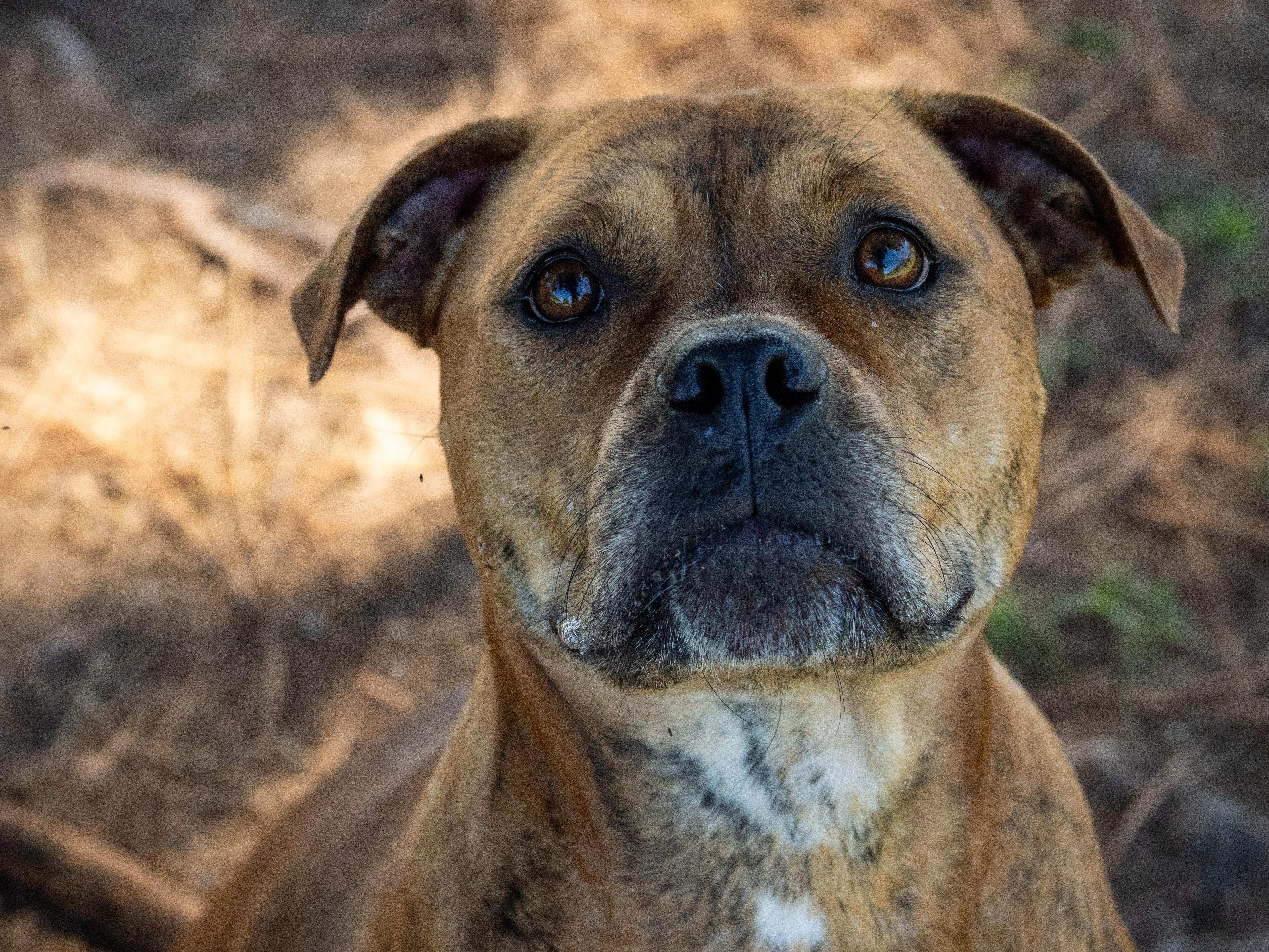 An adult medium-sized female Brindle Mixed Breed dog named Bella for adoption in Myrtle Beach, SC