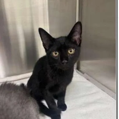 A baby small-sized male Black Domestic Short Hair cat named Rio for adoption in New York, NY