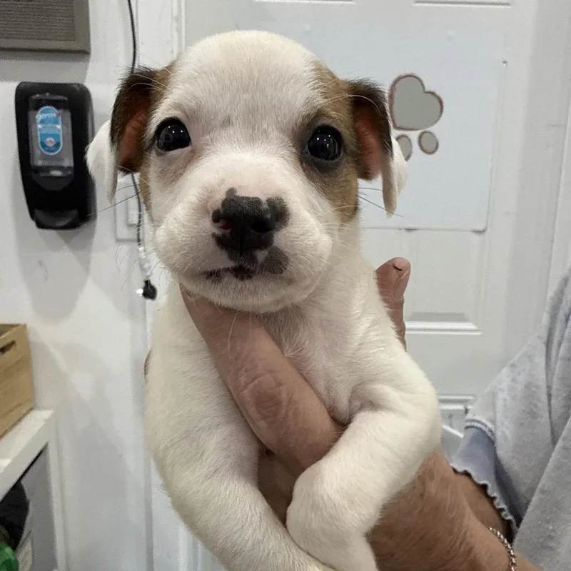 A baby medium-sized female Chihuahua dog named Whisper for adoption in Sacramento, CA