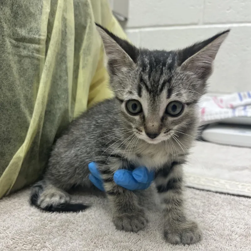 A baby small-sized female Domestic Short Hair cat named Sam for adoption in Murray, UT