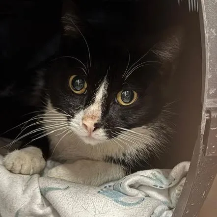 A young small-sized female Black Domestic Short Hair cat named Leslie for adoption in Abingdon, MD