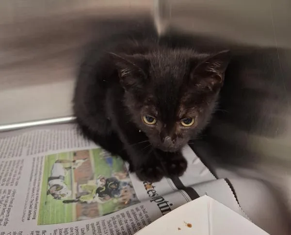 A baby small-sized female Domestic Short Hair cat named If for adoption in Lawrenceville, GA