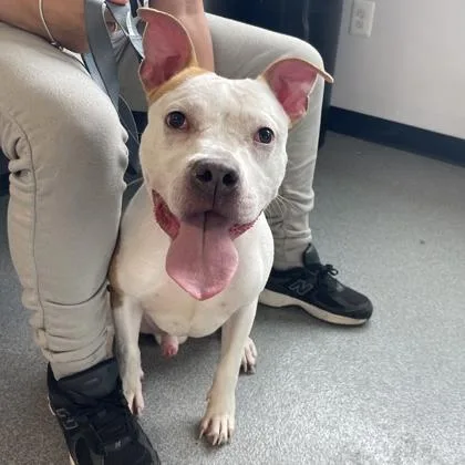 An adult large-sized male Mixed Breed dog named Peter for adoption in West Chester, PA