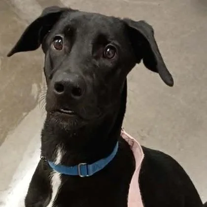 A young large-sized female Mixed Breed dog named Zalani for adoption in Voorhees, NJ