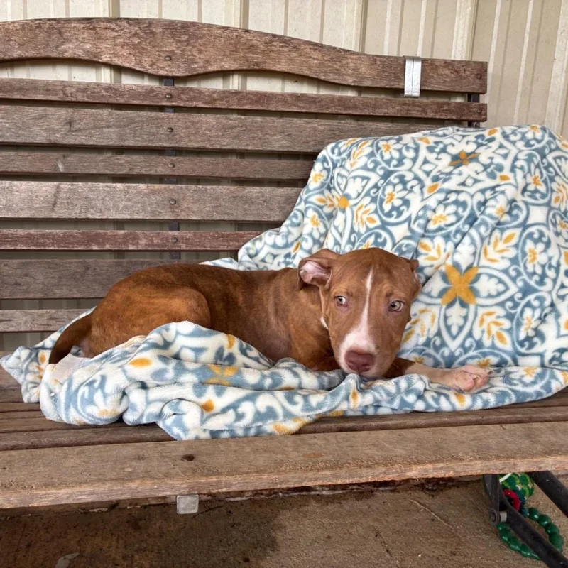 A baby medium-sized male Brown / Chocolate Mixed Breed dog named Louie for adoption in Buffalo, MN