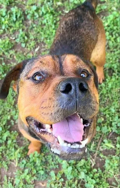 A young large-sized female Pit Bull Terrier dog named Dorito for adoption in Sacramento, CA