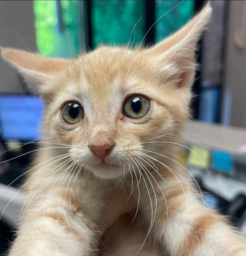 A baby small-sized male Domestic Short Hair cat named Micah for adoption in Henderson, NC