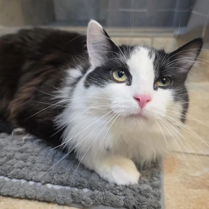 A young small-sized male Black & White / Tuxedo Domestic Long Hair cat named Mittens for adoption in Rochester, MN