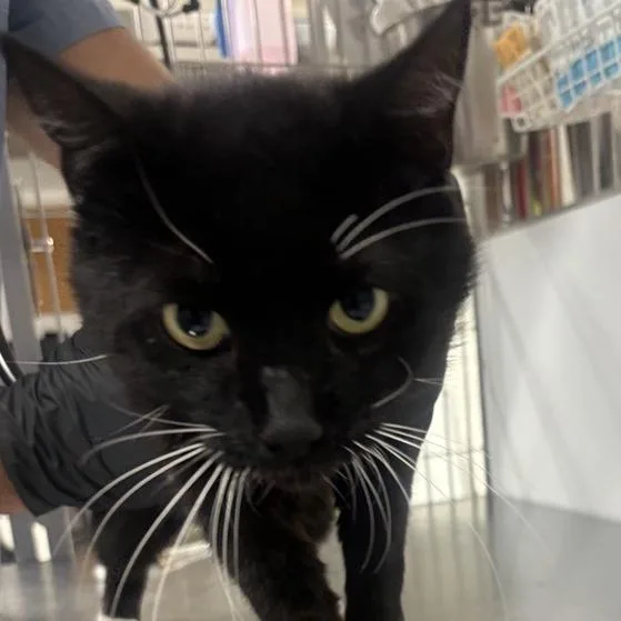 An adult large-sized male Black Domestic Short Hair cat named Mr. Beth for adoption in New York, NY