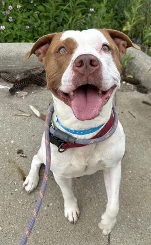 A young large-sized male Pit Bull Terrier dog named Barley for adoption in Dayton, OH