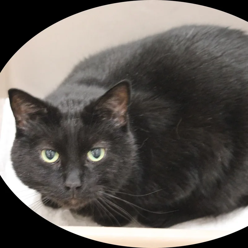 An adult large-sized male Black Domestic Short Hair cat named Chip for adoption in Amelia, OH