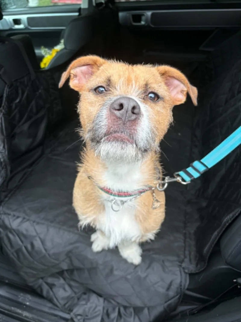 An adult medium-sized male Terrier dog named Greg for adoption in Groton, CT