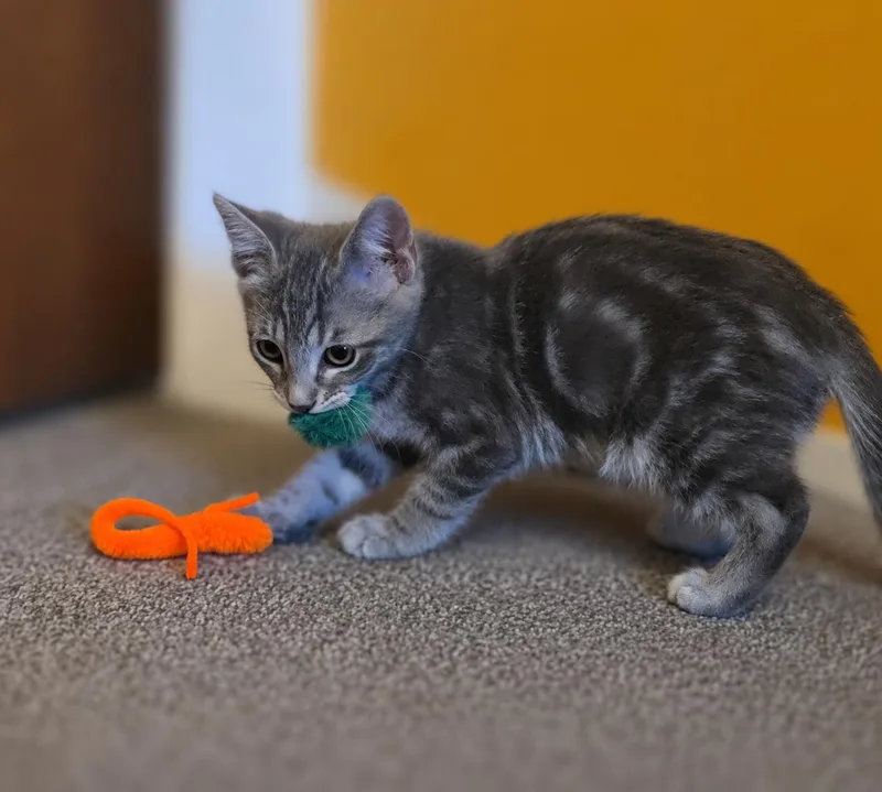 A baby medium-sized male Tabby (Gray / Blue / Silver) Tabby cat named Felix for adoption in Fresno, CA