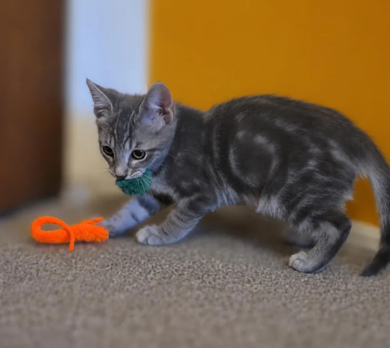 Felix thumbnail 2