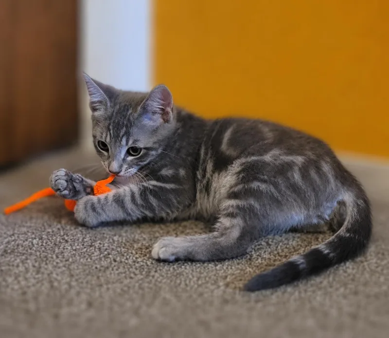 Felix thumbnail 3