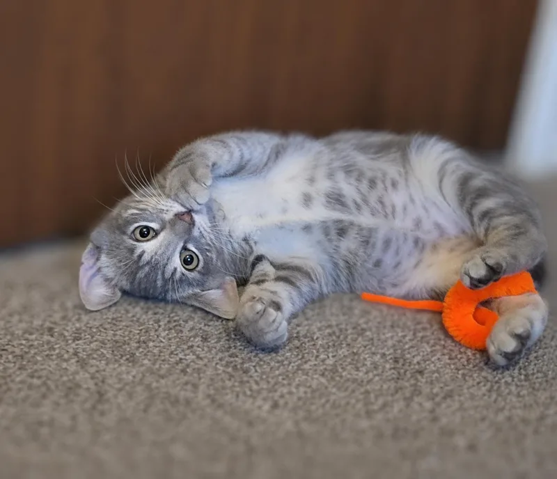 Felix thumbnail 5