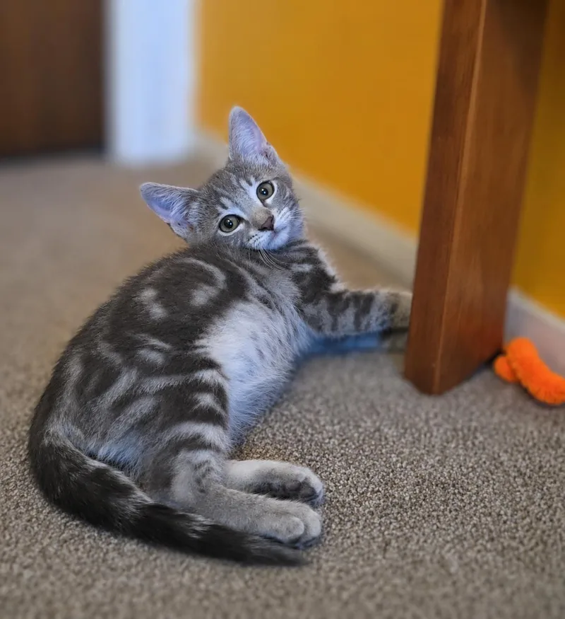 Felix thumbnail 6