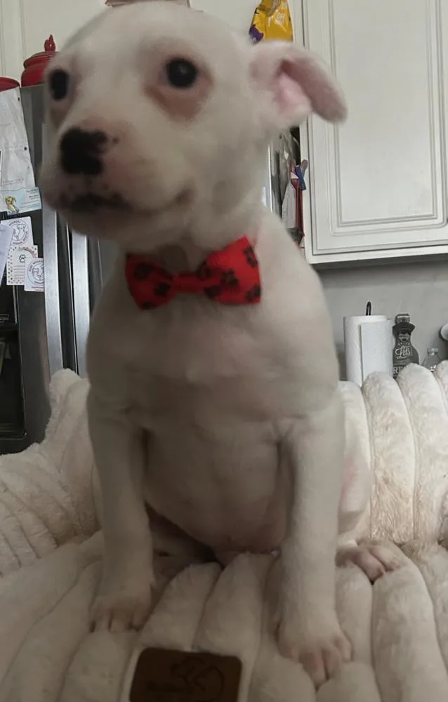 A baby medium-sized male Black Pit Bull Terrier dog named Pete for adoption in Naperville, IL