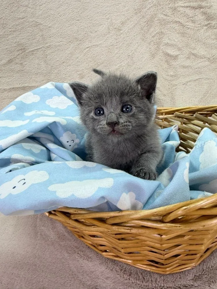 A baby medium-sized female Gray / Blue / Silver Domestic Short Hair cat named Bo Peep for adoption in Salinas, CA
