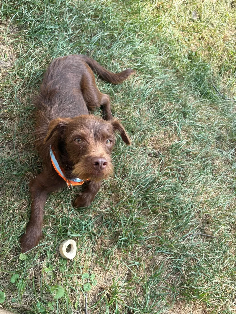 Dexter thumbnail 3