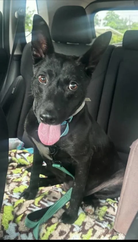 A young medium-sized female Black Labrador Retriever dog named Maizy a very for adoption in Houston, TX
