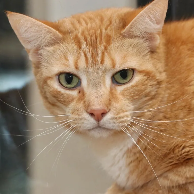 Ernie thumbnail 2