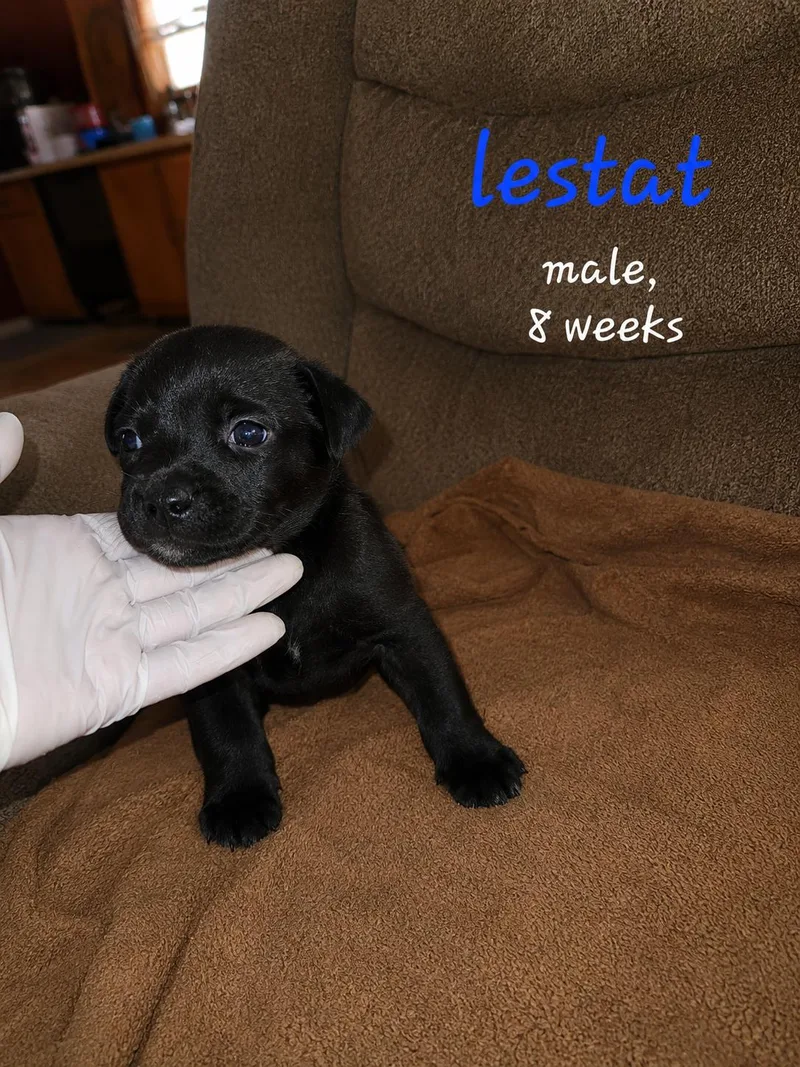 A baby medium-sized male Labrador Retriever dog named Lestat for adoption in Carmel, NY