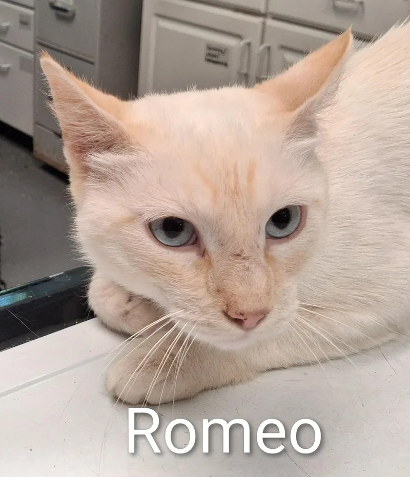 A young medium-sized male Flame Point Siamese cat named Romeo for adoption in Maynardville, TN