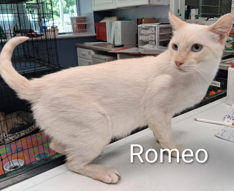 Romeo thumbnail 2