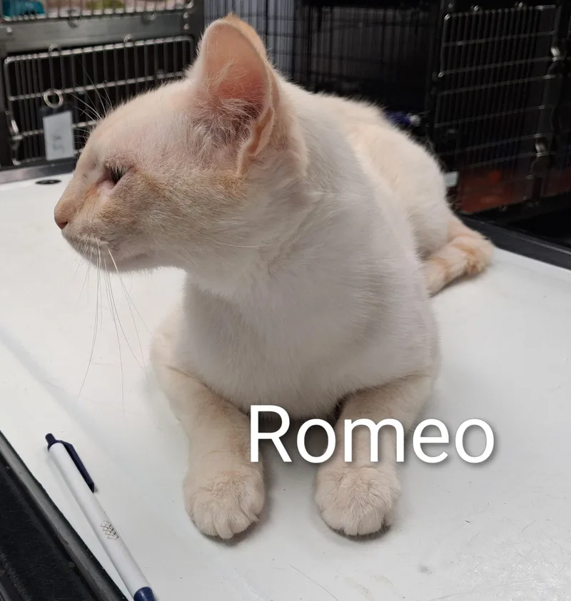 Romeo thumbnail 3