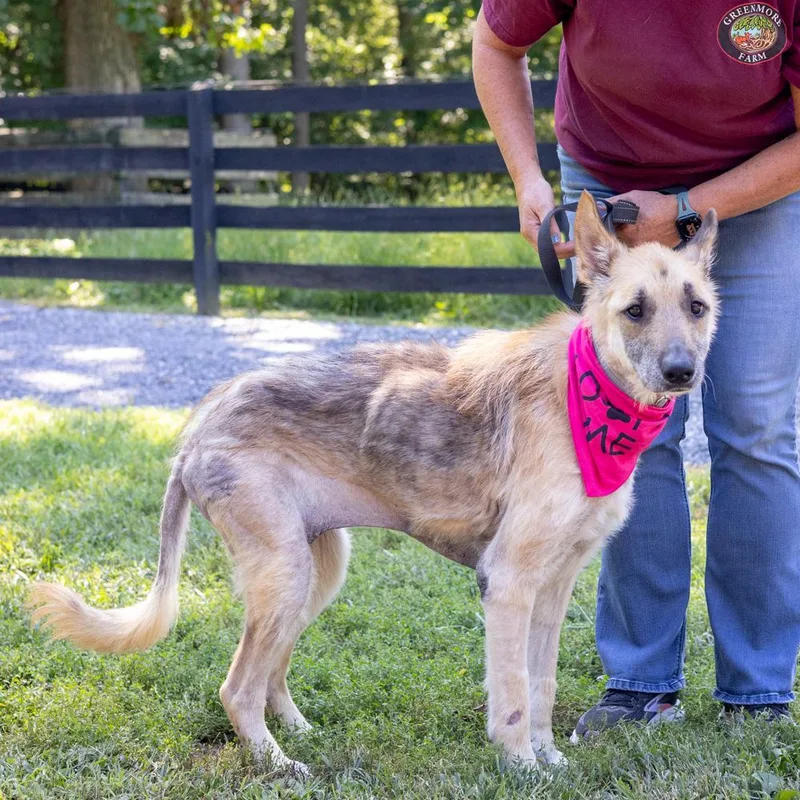 An adult medium-sized female Shepherd dog named Annie for adoption in West Grove, PA