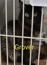Grover