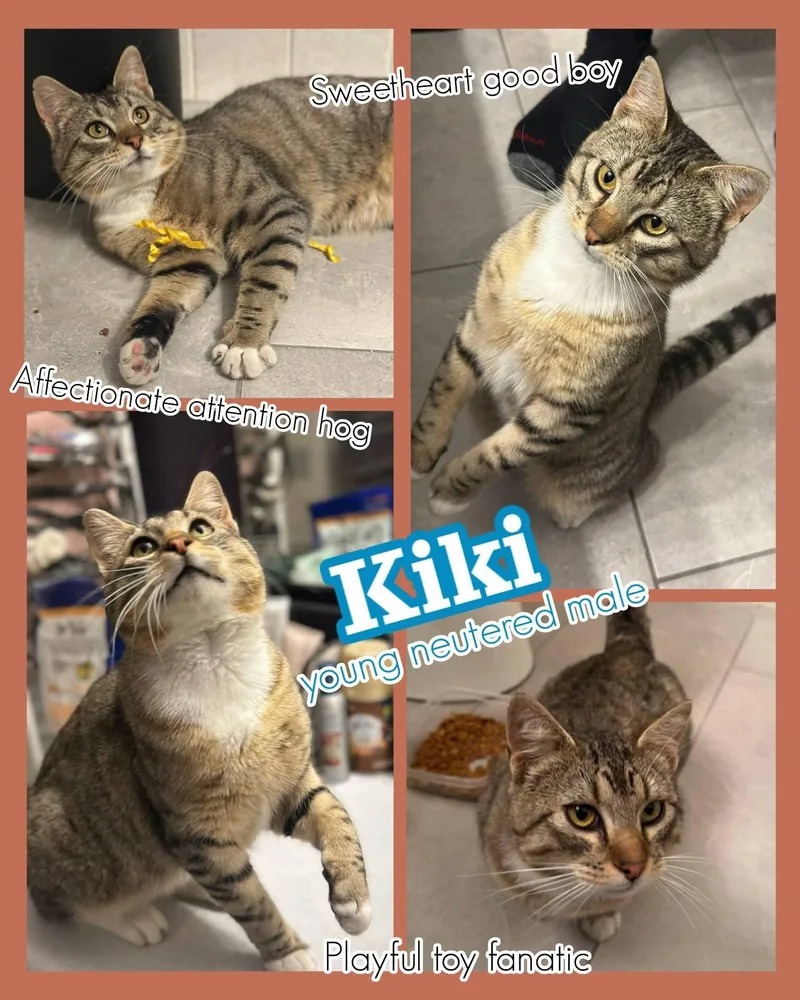 A young medium-sized male Tabby (Brown / Chocolate) Domestic Short Hair cat named Kiki for adoption in Brigham City, UT