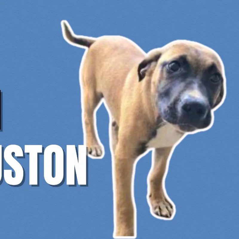 Houston thumbnail 4