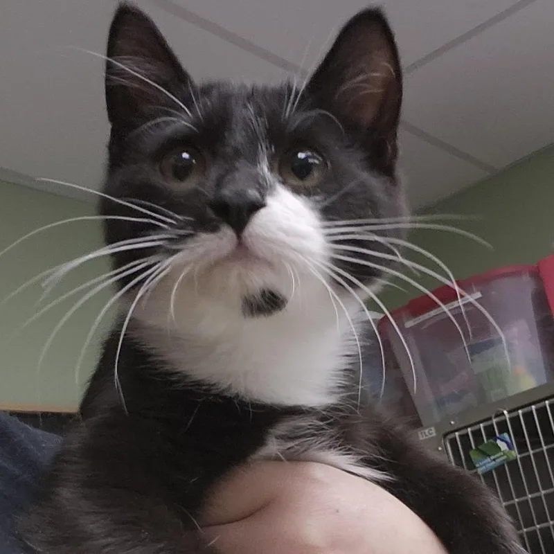 A baby medium-sized male Domestic Short Hair cat named Lindy for adoption in Columbia Station, OH