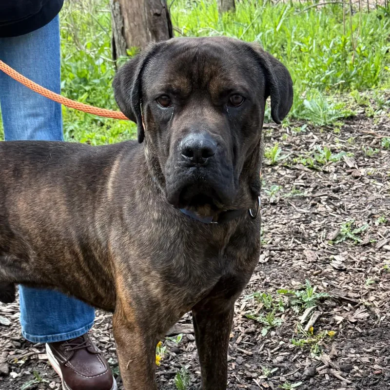 A young large-sized male Brindle Cane Corso dog named Shorty for adoption in Deerfield, IL