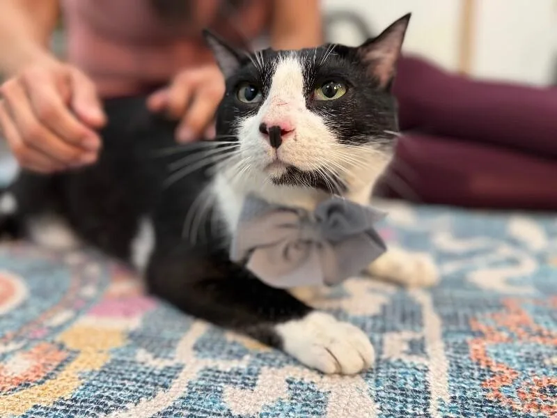 An adult large-sized male Black & White / Tuxedo Tuxedo cat named Gordo Snugglebean for adoption in Friendswood, TX