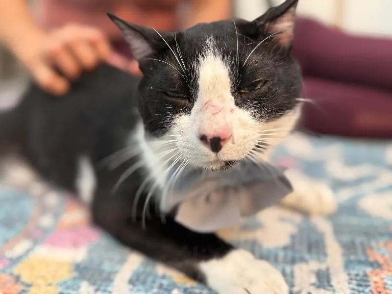 Gordo Snugglebean thumbnail 3