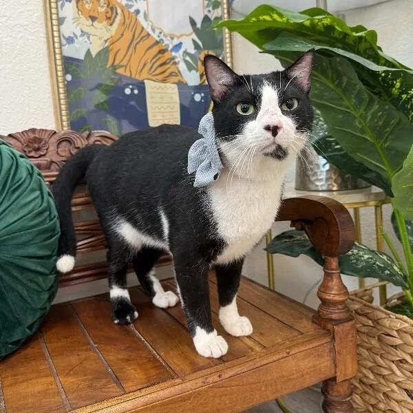 Gordo Snugglebean thumbnail 4