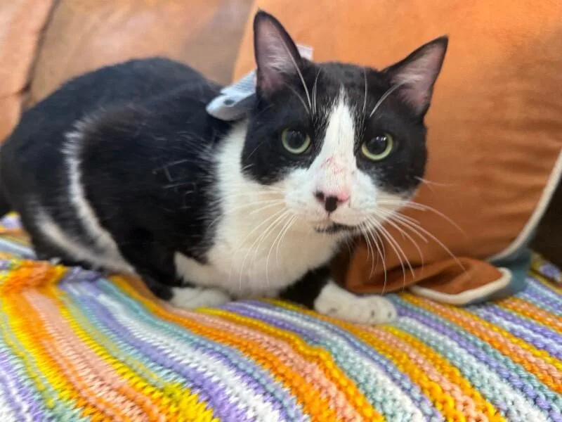 Gordo Snugglebean thumbnail 5