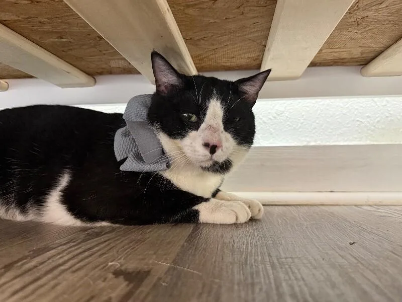 Gordo Snugglebean thumbnail 6