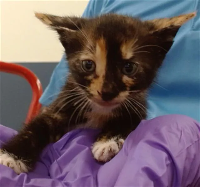 A baby small-sized female Domestic Short Hair cat named Bubbles for adoption in Miami, FL