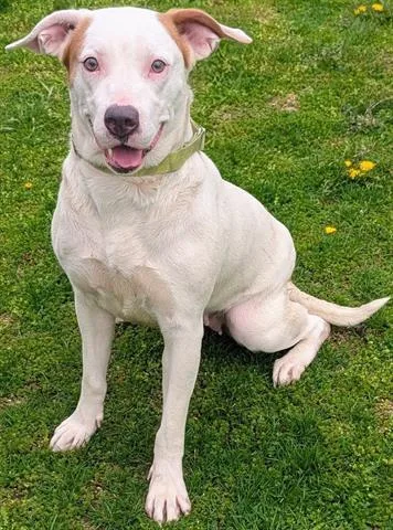 A young medium-sized female Pit Bull Terrier dog named Marigold for adoption in Akron, OH