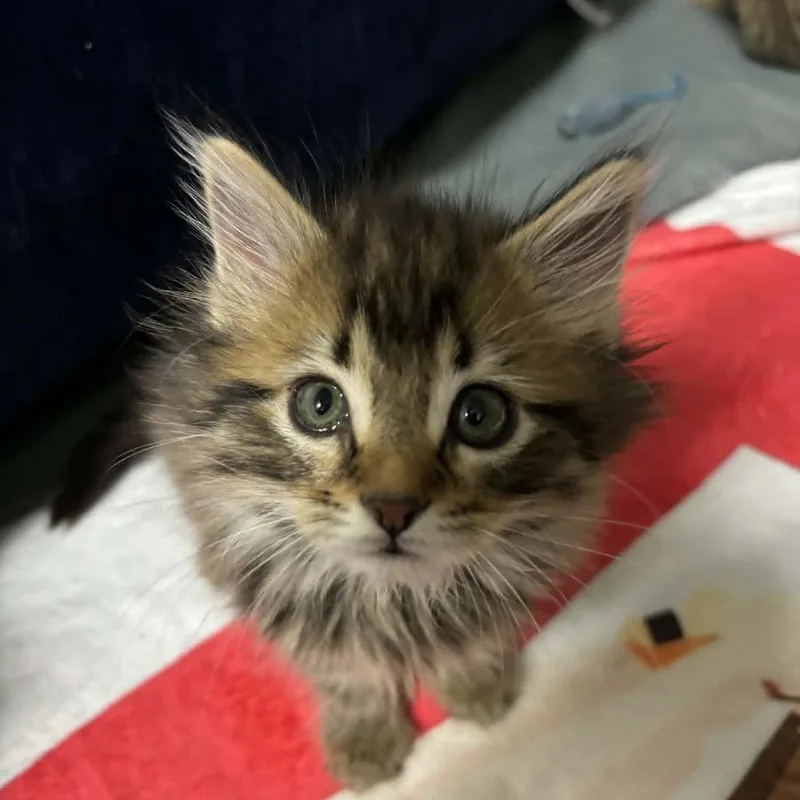 A baby small-sized female Brown / Chocolate Domestic Medium Hair cat named Ameilia for adoption in Shinnston, WV