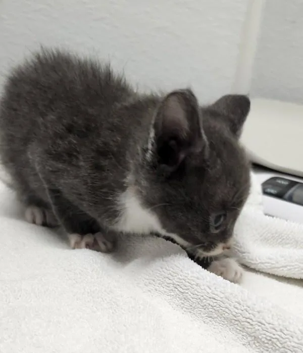 A baby medium-sized male Domestic Short Hair cat named Dr Pepper for adoption in Silverdale, WA